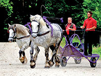 Chevaux en scene